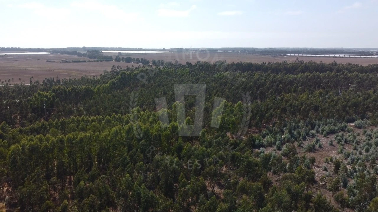 Quinta para Venda em São Teotónio Foto 13