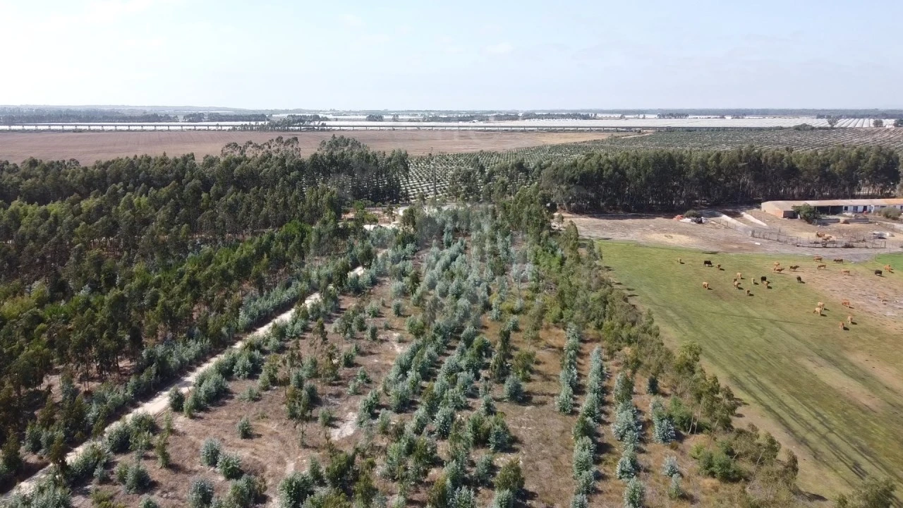Quinta para Venda em São Teotónio Foto 15