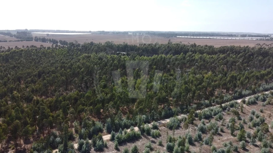 Quinta para Venda em São Teotónio Foto 5