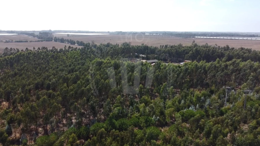 Quinta para Venda em São Teotónio Foto 6
