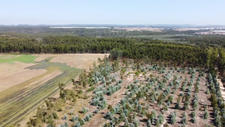 Quinta para Venda em São Teotónio Foto 9