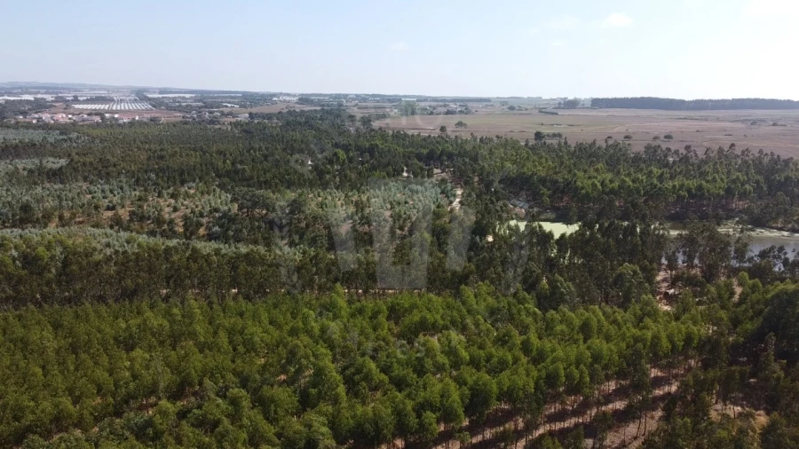 Quinta para Venda em São Teotónio Foto 11