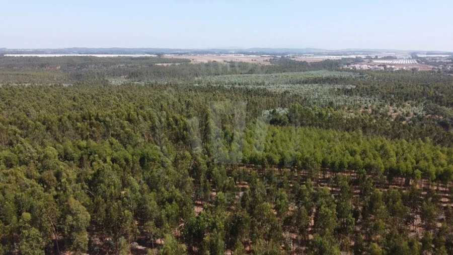 Quinta para Venda em São Teotónio Foto 12