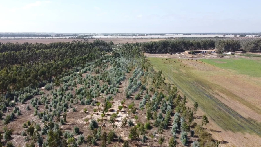 Quinta para Venda em São Teotónio Foto 14