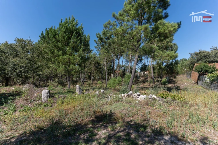Terreno Agricola ou Rústico para Venda em São Mamede Foto 3