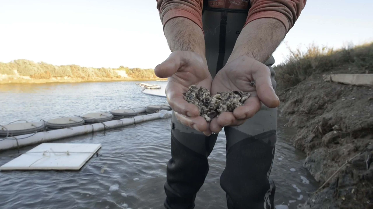 Quinta para Venda em Conceição e Cabanas de Tavira Foto 18