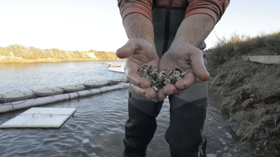 Quinta para Venda em Conceição e Cabanas de Tavira Foto 18