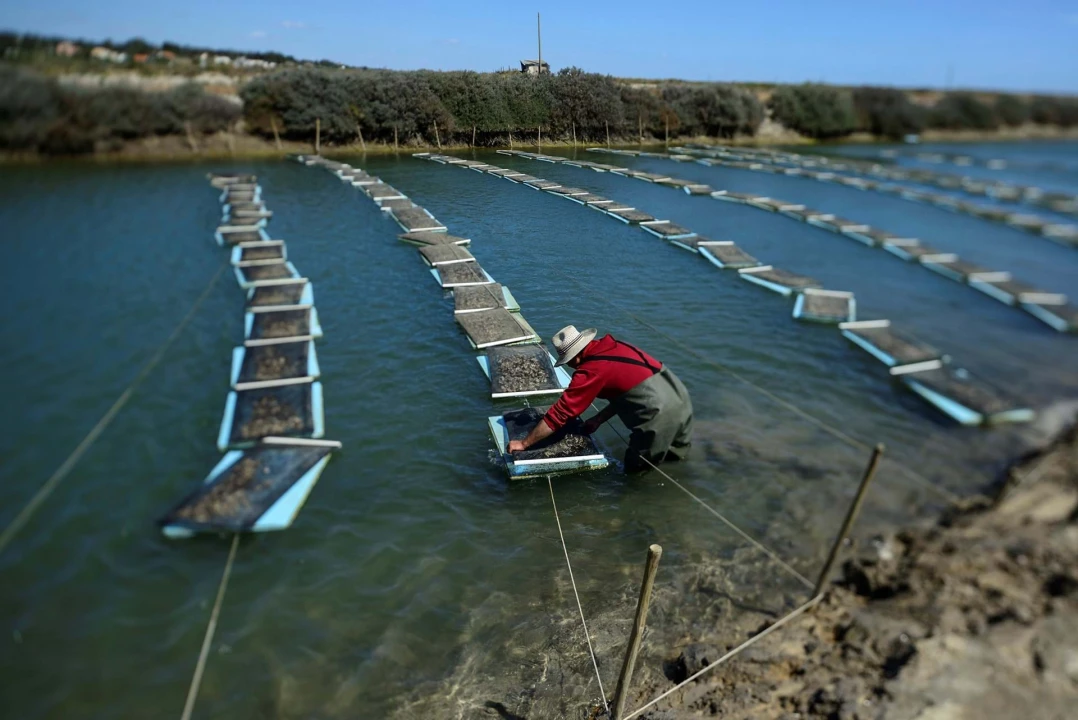 Quinta para Venda em Conceição e Cabanas de Tavira Foto 12