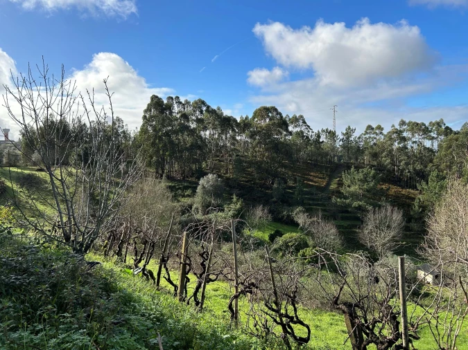 Terreno para Venda em Santo Antonio dos Olivais Foto 5