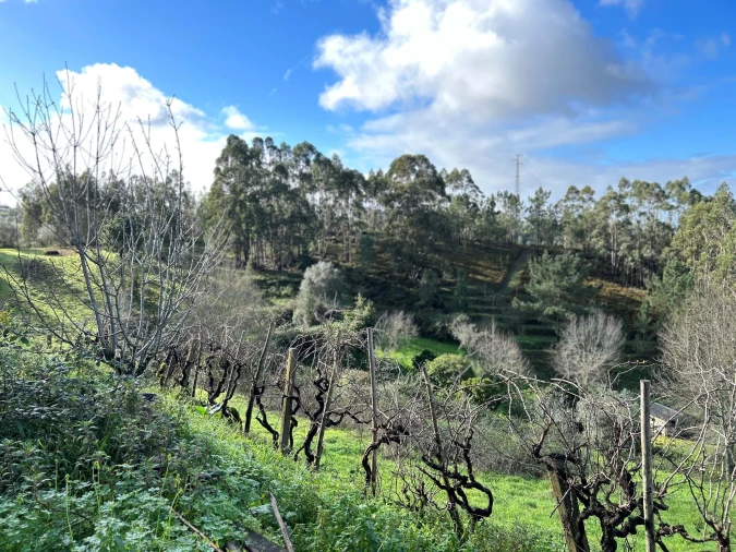 Terreno para Venda em Santo Antonio dos Olivais Foto 8