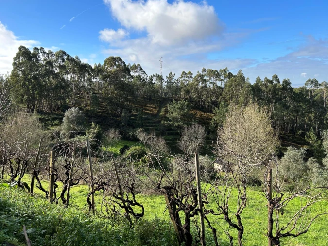 Terreno para Venda em Santo Antonio dos Olivais Foto 3
