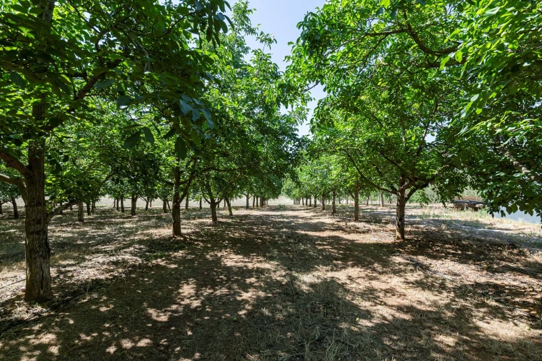 Terreno para Venda em Estremoz (Santa Maria e Santo André) Foto 14
