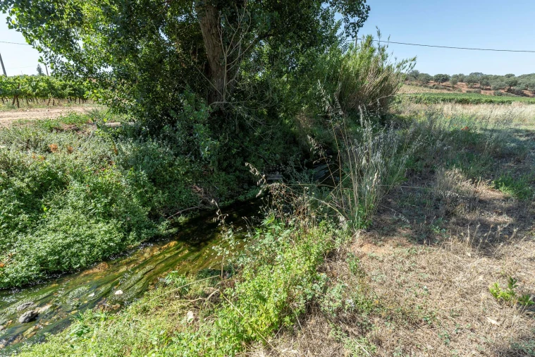 Terreno para Venda em Estremoz (Santa Maria e Santo André) Foto 16