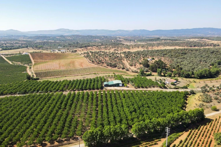 Terreno para Venda em Estremoz (Santa Maria e Santo André) Foto 1