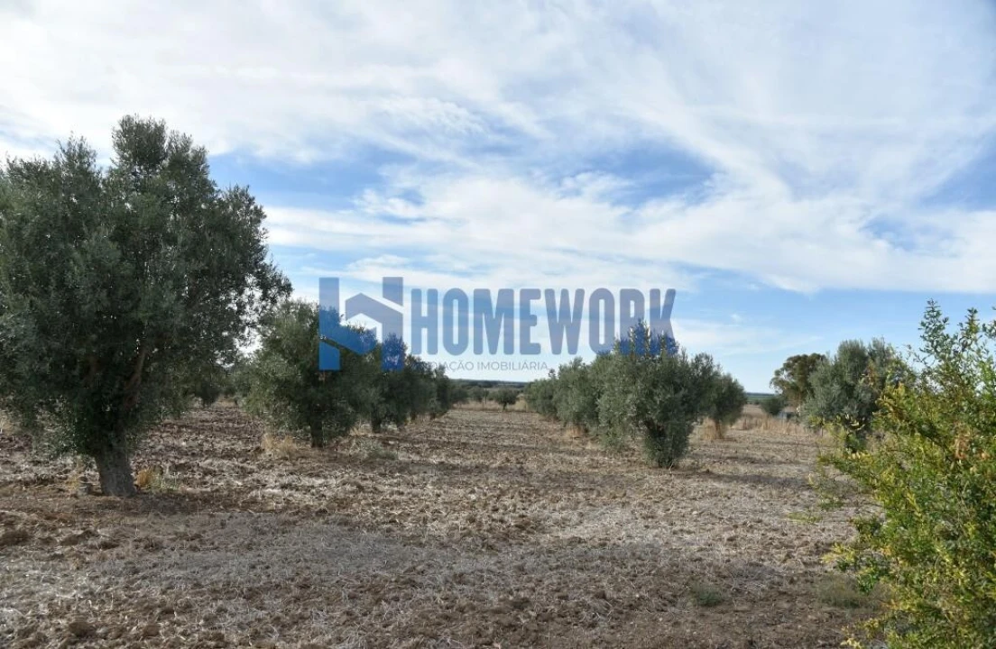 Quinta T2 para Venda em Ferreira do Alentejo e Canhestros Foto 7