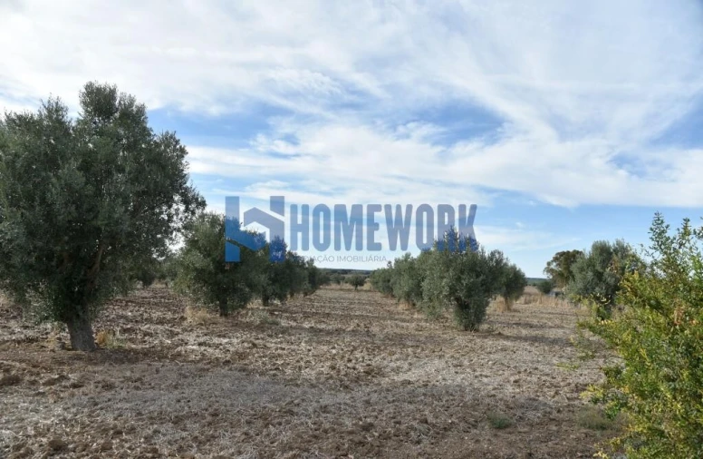 Quinta T2 para Venda em Ferreira do Alentejo e Canhestros Foto 7