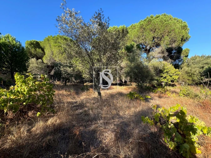 Quinta T2 para Venda em Montargil Foto 31