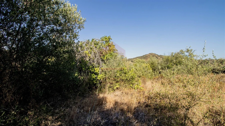 Terreno Agricola ou Rústico para Venda em Alcoutim e Pereiro Foto 3