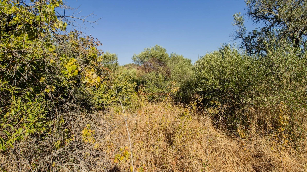 Terreno Agricola ou Rústico para Venda em Alcoutim e Pereiro Foto 6