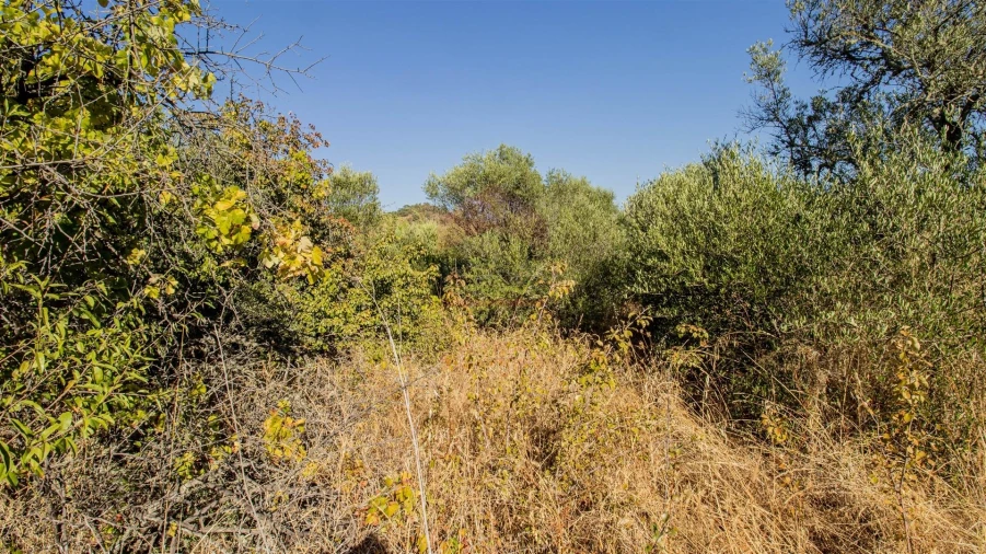 Terreno Agricola ou Rústico para Venda em Alcoutim e Pereiro Foto 6