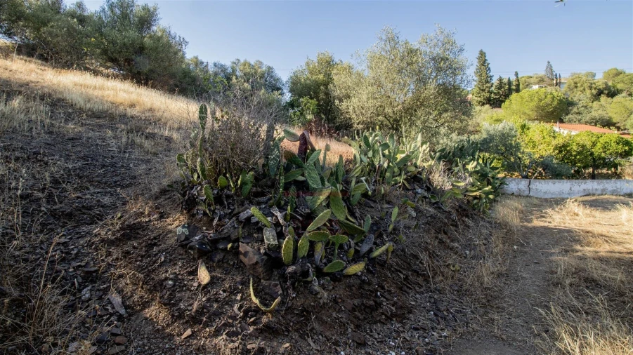 Terreno Agricola ou Rústico para Venda em Odeleite Foto 3