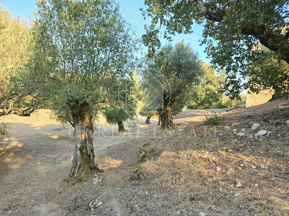 Terreno Misto para Venda em Torres Novas (São Pedro), Lapas e Ribeira Branca Foto 6