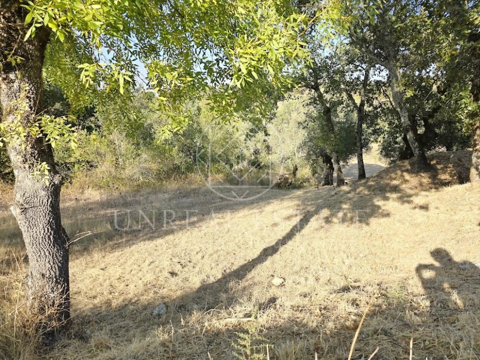 Terreno Misto para Venda em Torres Novas (São Pedro), Lapas e Ribeira Branca Foto 3