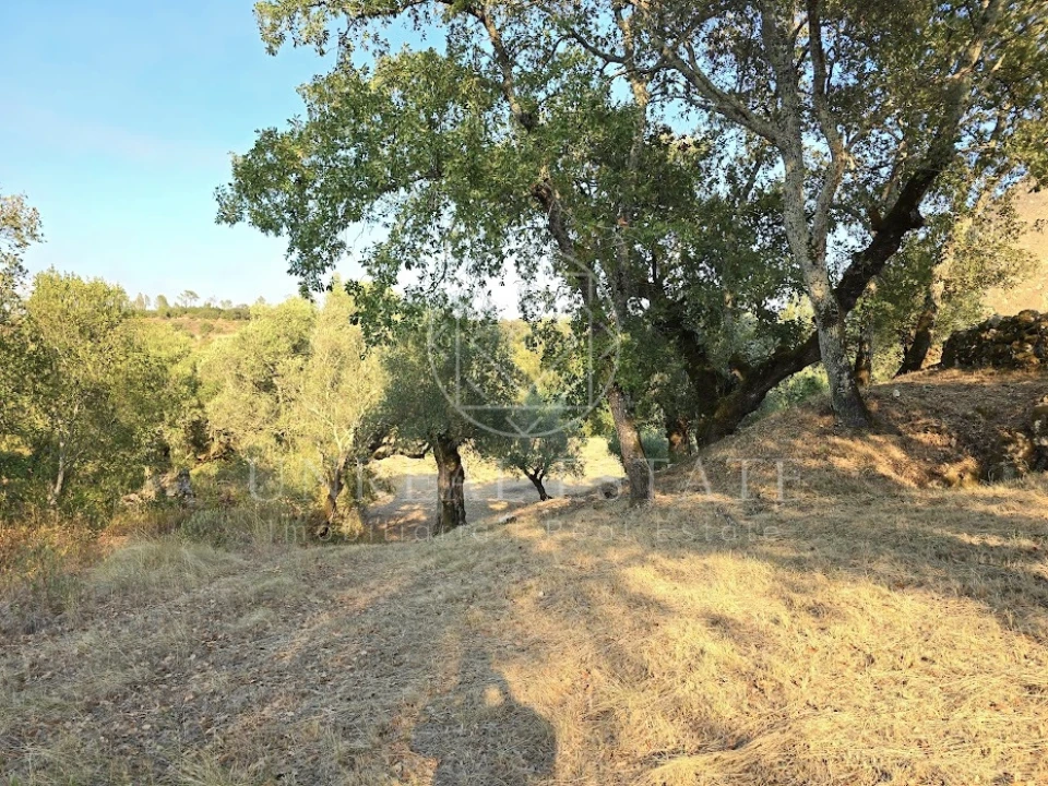 Terreno Misto para Venda em Torres Novas (São Pedro), Lapas e Ribeira Branca Foto 5