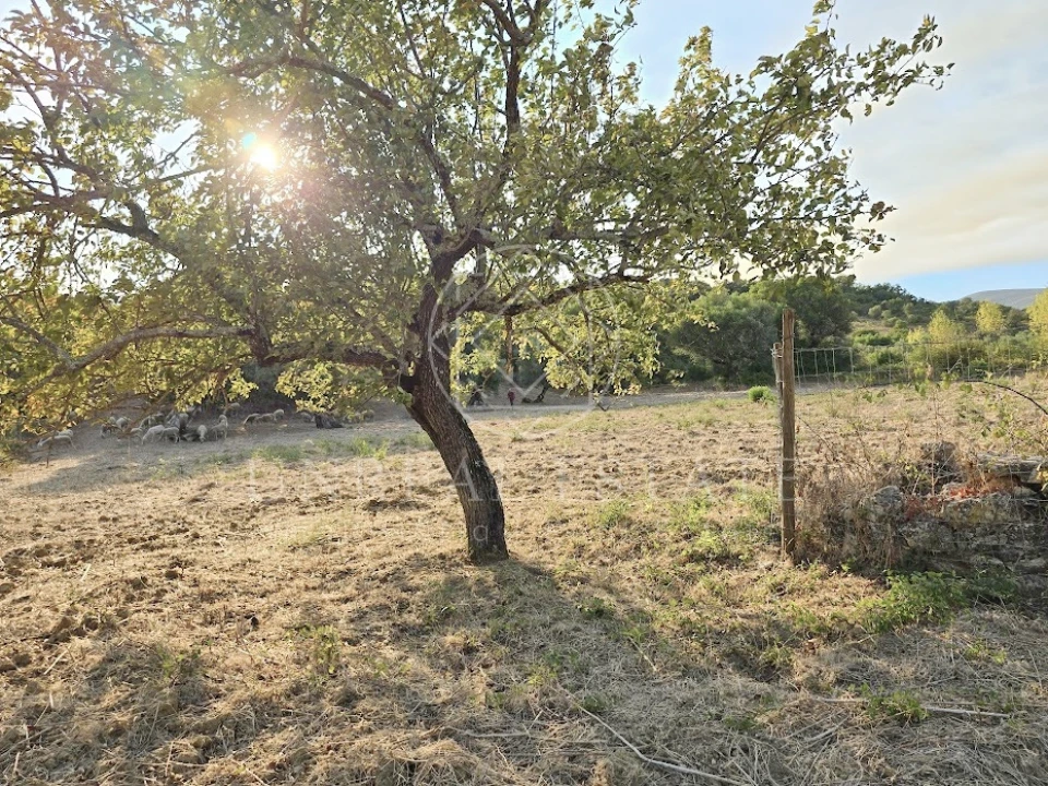 Terreno Misto para Venda em Torres Novas (São Pedro), Lapas e Ribeira Branca Foto 17