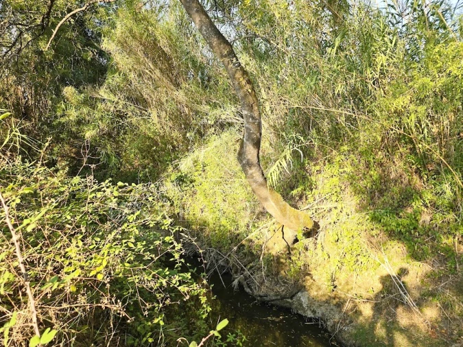 Terreno Misto para Venda em Torres Novas (São Pedro), Lapas e Ribeira Branca Foto 10