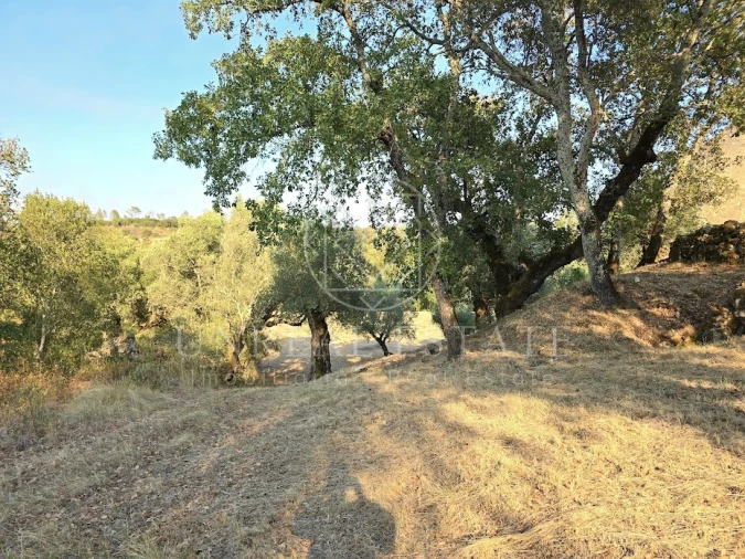 Terreno Misto para Venda em Torres Novas (São Pedro), Lapas e Ribeira Branca Foto 5