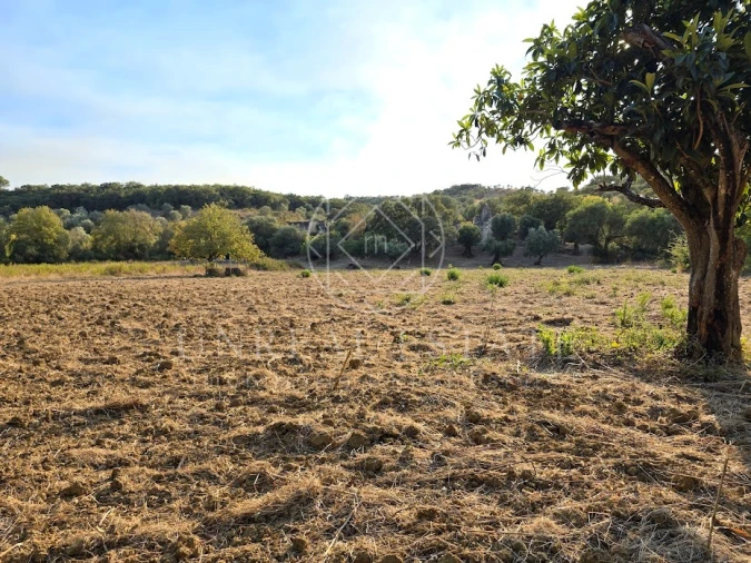 Terreno Misto para Venda em Torres Novas (São Pedro), Lapas e Ribeira Branca Foto 14