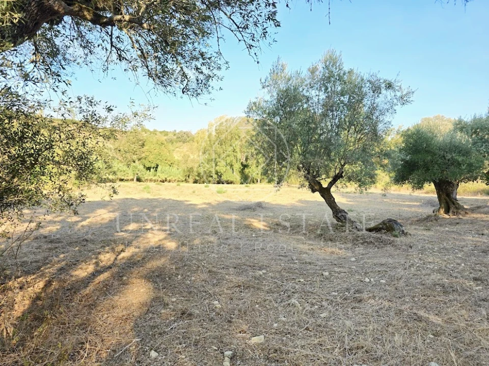 Terreno Misto para Venda em Torres Novas (São Pedro), Lapas e Ribeira Branca Foto 7