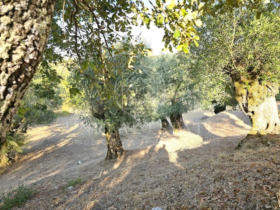 Terreno Misto para Venda em Torres Novas (São Pedro), Lapas e Ribeira Branca Foto 4