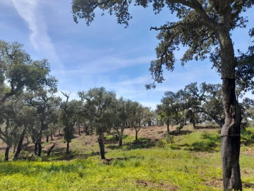 Terreno para Venda em Melides