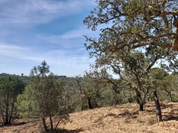 Terreno para Venda em Melides