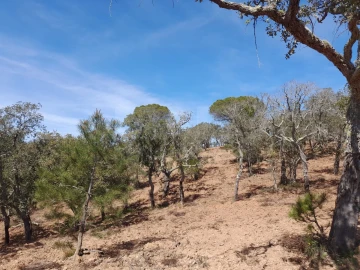 Terreno para Venda em Melides
