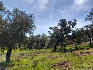 Terreno para Venda em Melides