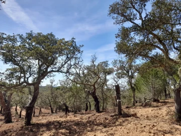 Terreno para Venda em Melides