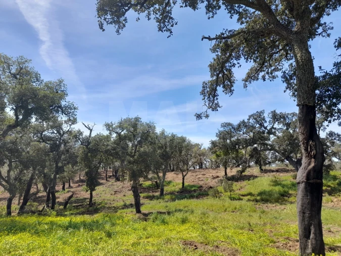 Terreno para Venda em Melides Foto 3