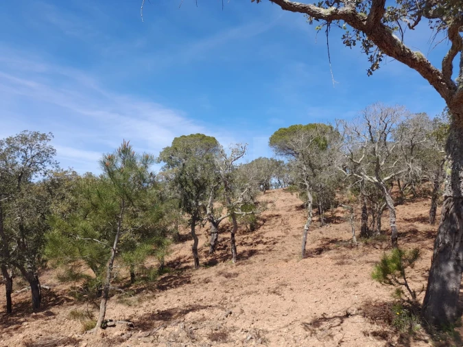 Terreno para Venda em Melides Foto 11