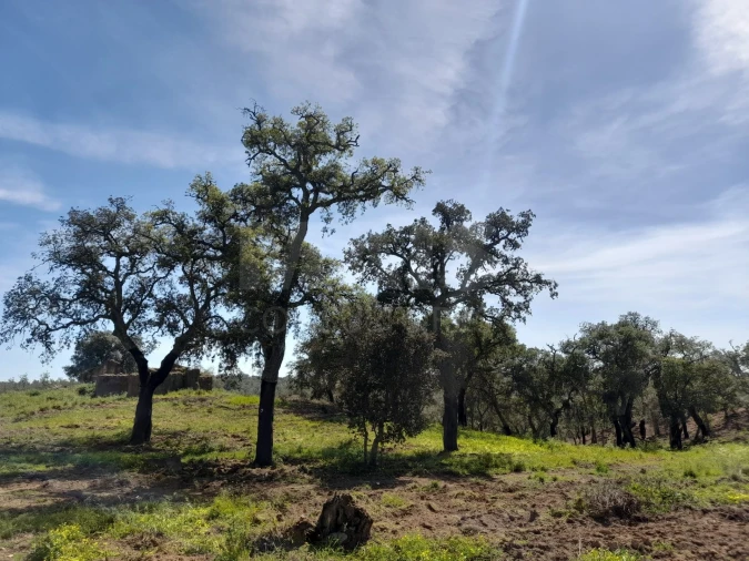 Terreno para Venda em Melides Foto 9