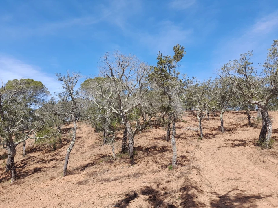 Terreno para Venda em Melides Foto 10