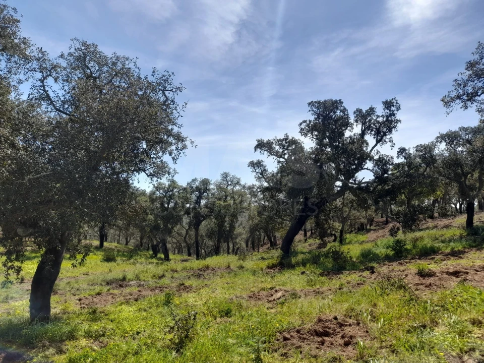 Terreno para Venda em Melides Foto 4