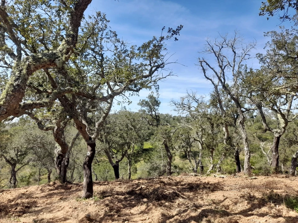 Terreno para Venda em Melides Foto 6