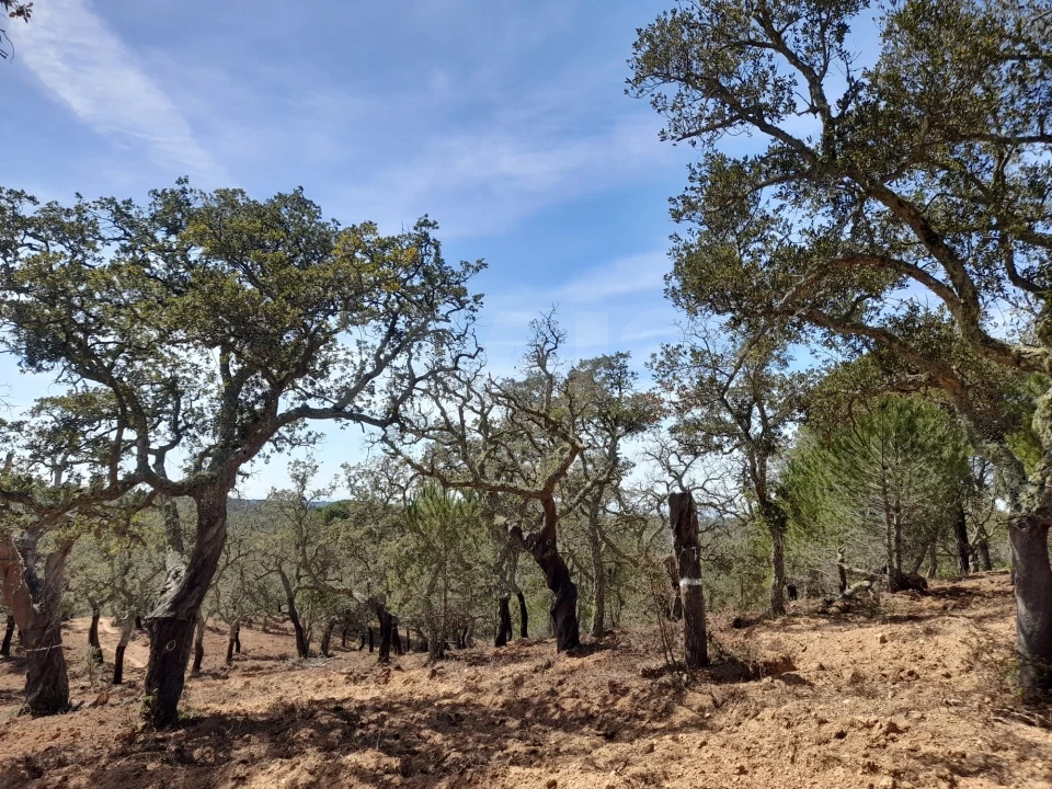 Terreno para Venda em Melides Foto 7