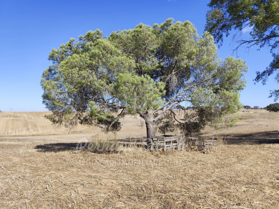 Quinta T1 para Venda em Alvalade Foto 34