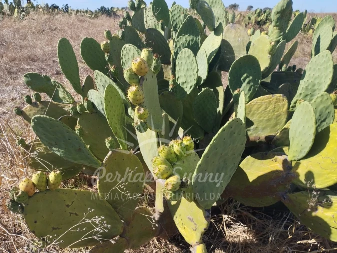 Quinta T1 para Venda em Alvalade Foto 21