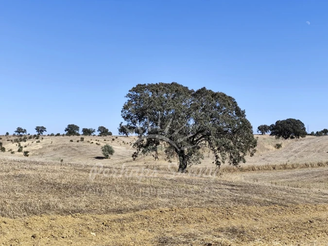 Quinta T1 para Venda em Alvalade Foto 37