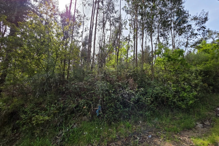 Terreno para Venda em Paço de Sousa Foto 5